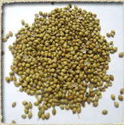 Coriander Seeds