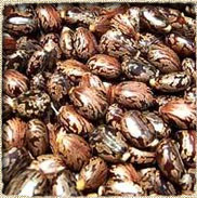 Castor Seed