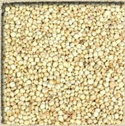 Jowar / Sorghum Seed