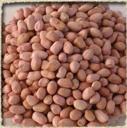 Peanut Kernel - Java (Round Shape)