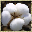 Raw Cotton